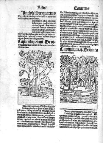Liber quartus. De vitibo et vincis et culturarum ac natura et utilitate fructus ipsarum